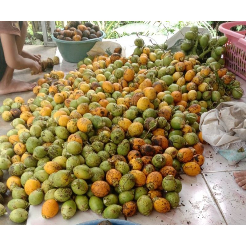 

Buah pinang tua segar/pinang fresh 1kg