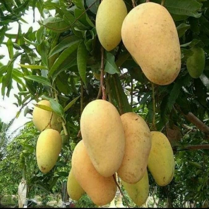 BIBIT TANAMAN BUAH MANGGA CHOKANAN/ MANGGA COKANAN ASLI MMX