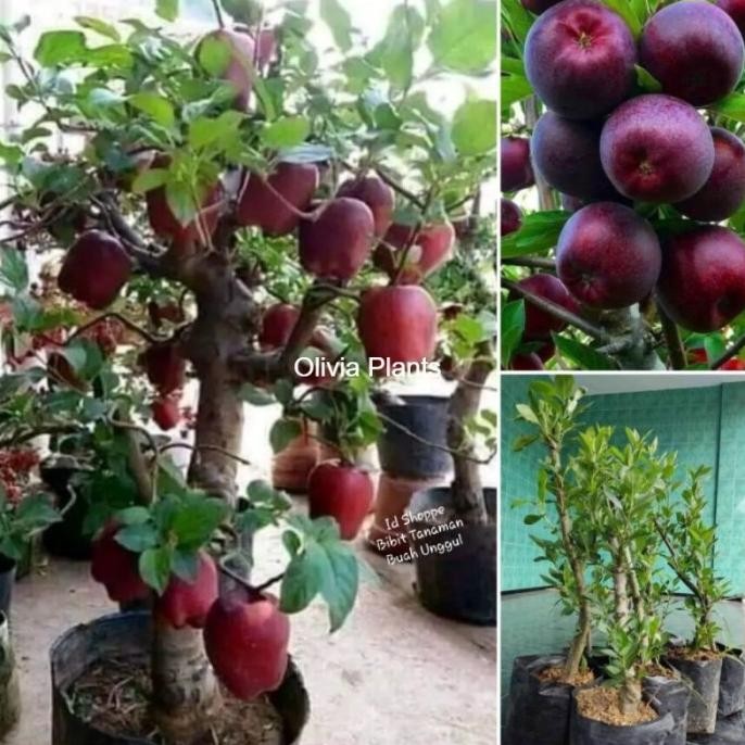 Bibit Pohon Buah Apel Merah Cepat Berbuah MMX