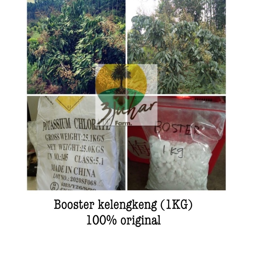 BOOSTER KELENGKENG (KCLO3) / 100% ASLI TANPA CAMPURAN (HARGA TERMURAH) Premium