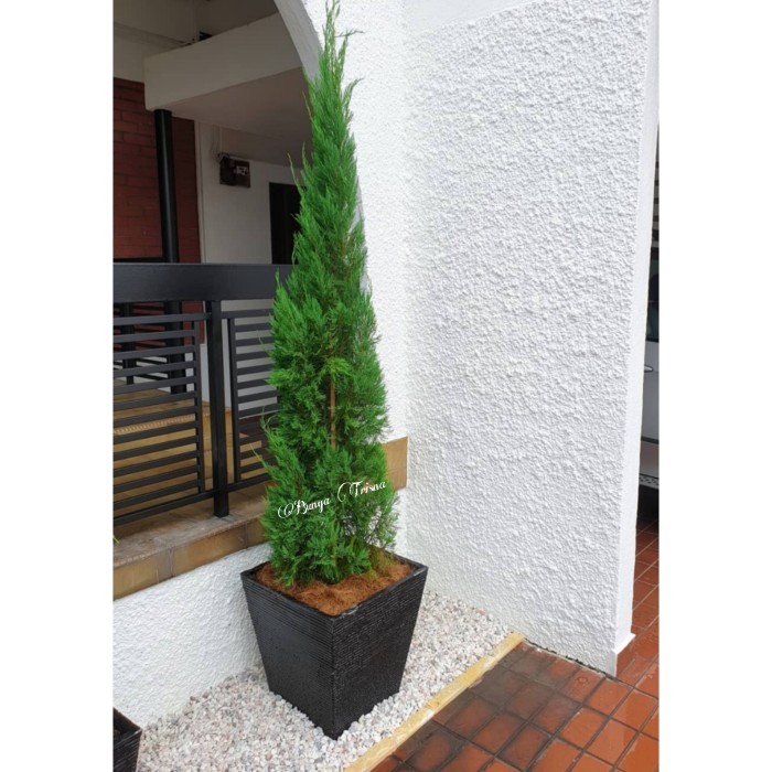 Lilin - Pohon Cemara Lilin Tinggi 1,5 Meter / Tanaman Hias Cemara Lilin