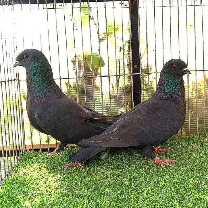 Ready Burung Dara Merpati Sepasang Giring Mangkat - Free Jagung Kristal