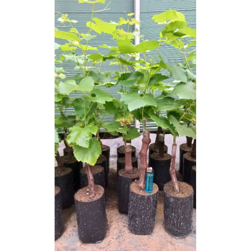 murah Bibit Anggur Jupiter Super Batang Besar premium