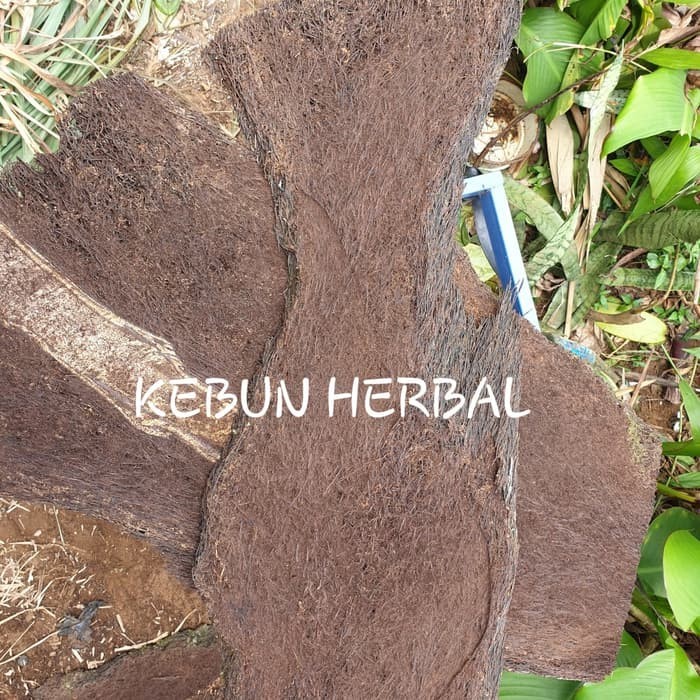 (PROMO) JUAL PAPAN PAKIS JUMBO UNTUK TANAMAN ANGGREK ATAU DEKORASI