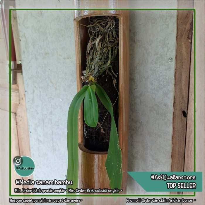 ANGGREK BULAN BERMEDIA TANAM BAMBU MULTIPLE MEDIA GANTUNG DAN POT