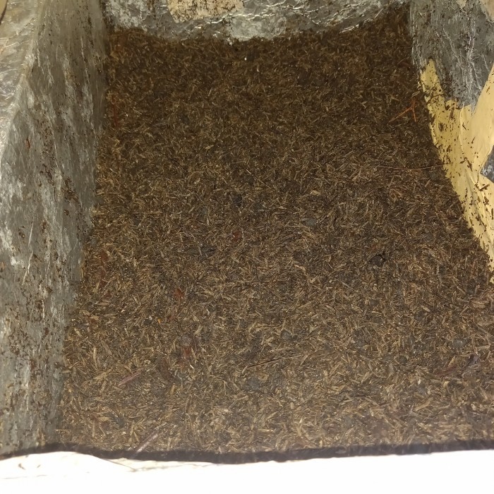 MEDIA TANAM AGLONEMA FERMENTASI