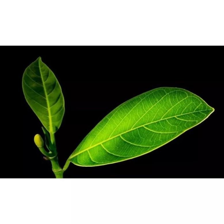 

30 Lembar Daun Nangka Obat Alami Diabetes. - Termurah Dan Terlaris