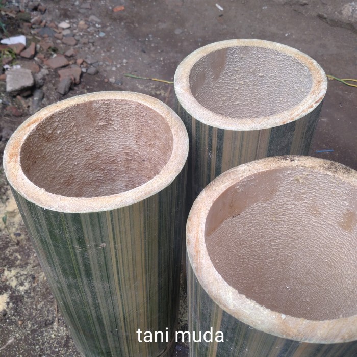 

bambu surat/bambu langka besar diameter 14-17 cm panjang 100 cm