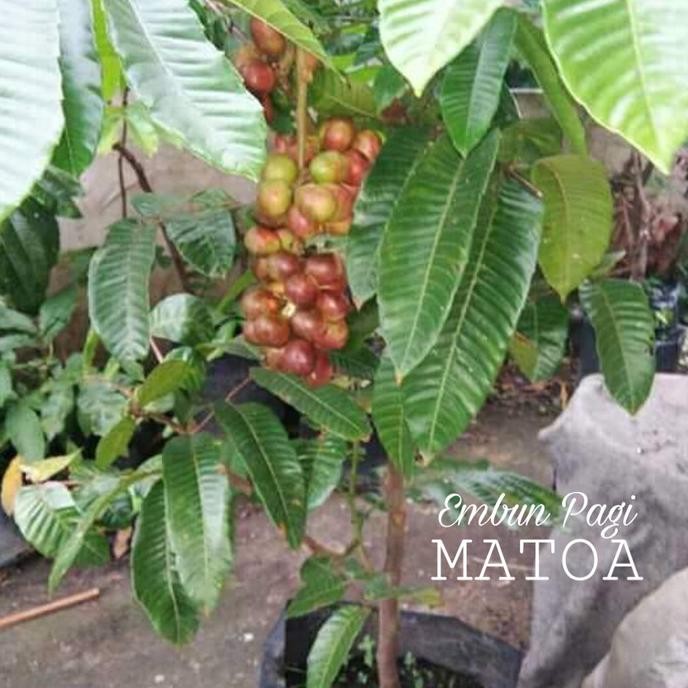 Bibit buah Red Matoa 1,5 Meter Aslil Papua MMU
