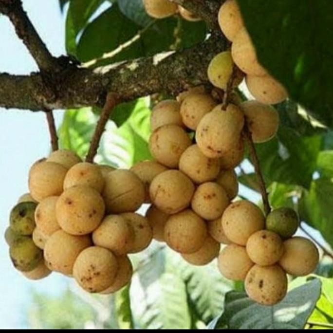 BIBIT TANAMAN BUAH LANGSAT TANPA BIJI/ BIBIT LANGSAT/ BIBIT LANGSEP MMU