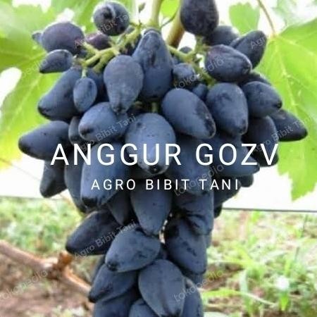 

Bibit Tanaman Buah Anggur Gozv Impor-Anggur Import Gozv Varietas MMU