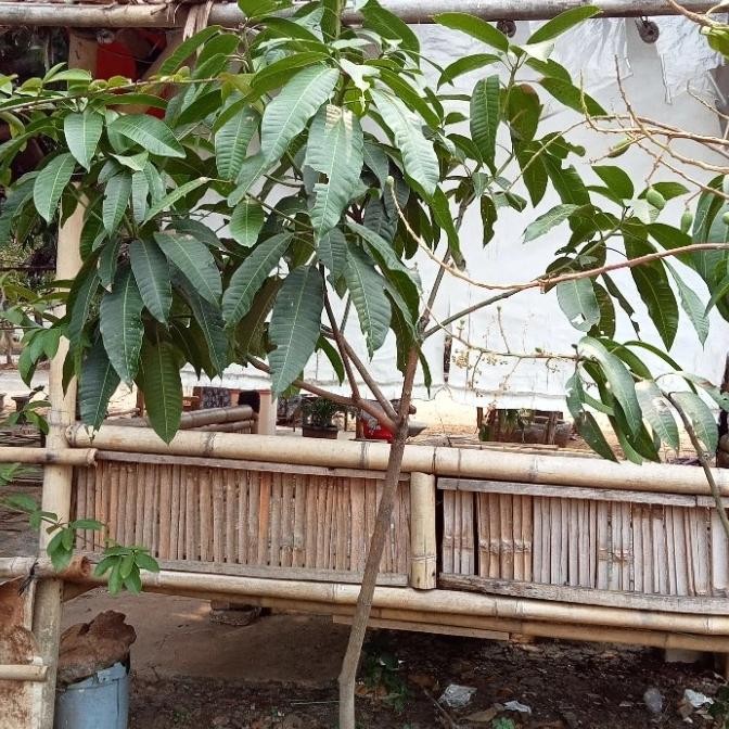 Bibit Pohon Mangga Kweni Sudah Berbuah/pohon Mangga Kweni Siap Buah