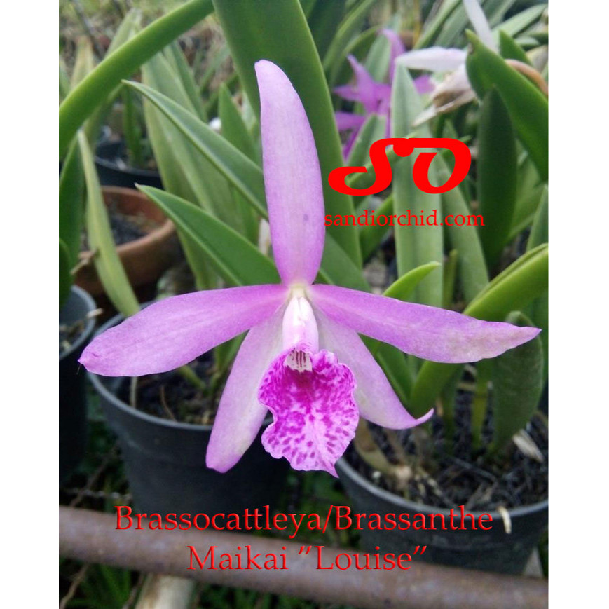 Ready Brassocattleya / Brassanthe Maikai "Louise"