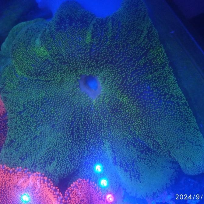 NEON GREEN HADDONI CARPET ANEMONE/ANEMON KARPET HIJAU NEON 30 - 40CM 3110T