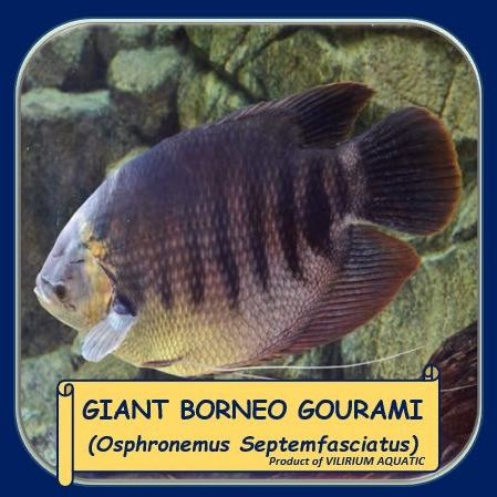 IKAN HIAS AIR TAWAR - GURAME GIANT BORNEO (SIZE JUMBO) Terlaris