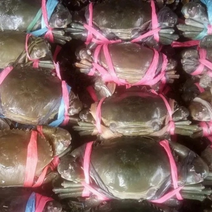 

Kepiting Hidup 1 Kg ( Isi +/- 3 Ekor)