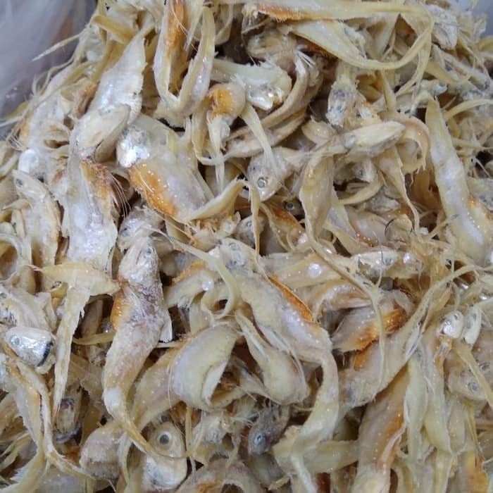 

Ikan Bulu Ayam