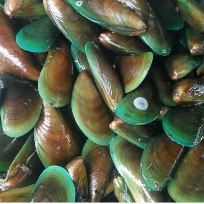 

Kerang Hijau Segar Paket 5 Kg