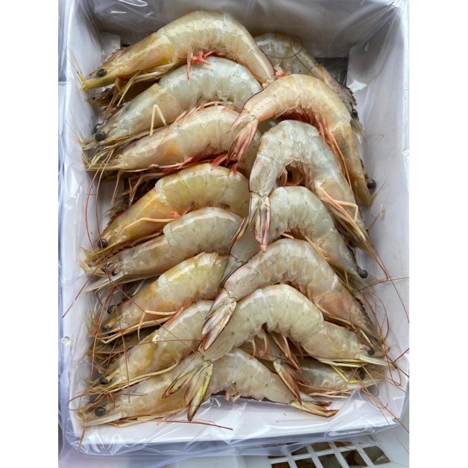 

Udang Jerbung Frozen Size 40-50 Ekor Per Kg