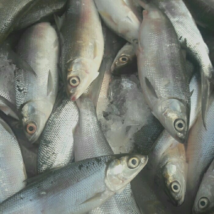 

Ikan Bandeng Segar 1 Kg Khusus Gojek /Grab