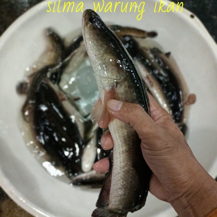 Ikan Gabus Hidup Ikan Gabus Segar Ikan Air Tawar 1Kg