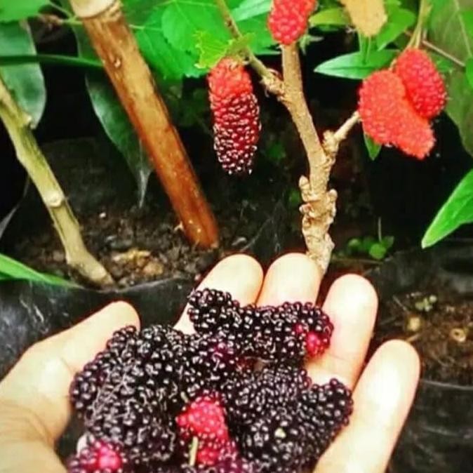 

bibit murbery-murbei tanaman buah MANTEP