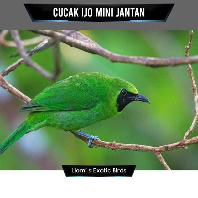 Burung Cucak Ijo Mini Rawatan Mulus