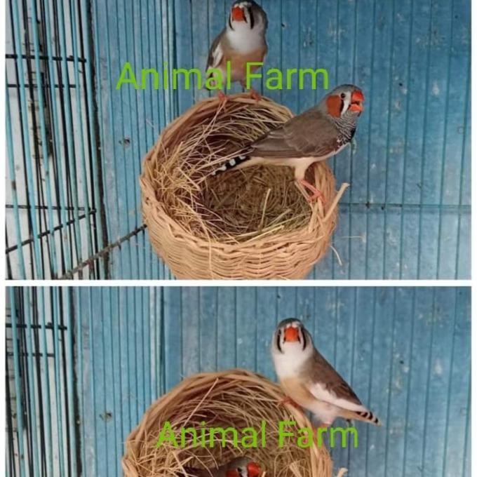 TERMURAH - Burung Zebra Finch Sepasang
