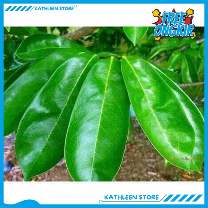 

DAUN SIRSAK SEGAR DAN AMAN DIKONSUMSI ( DIJAMIN BEBAS PEPTISIDA ) KATHLEEN STORE POPULER !!