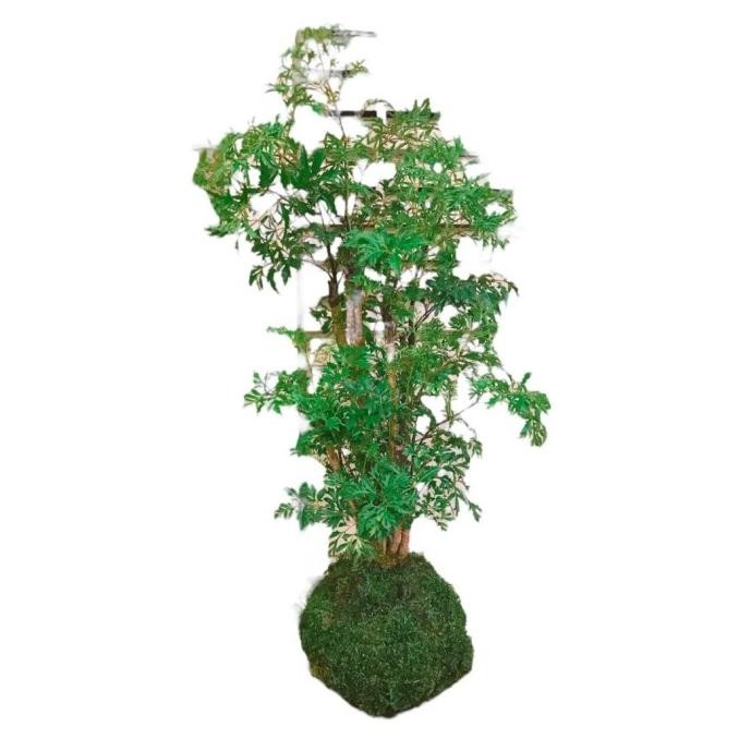 

BIG SALE MOSSBALL - POLYSICAS MING ARALIA !!!!!