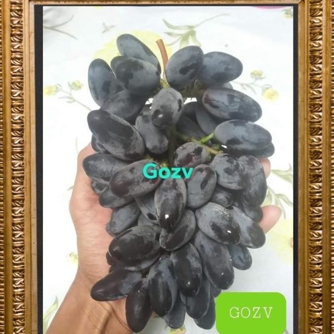 

NEW PRODUK BIBIT ANGGUR IMPORT GOZV !!!!!