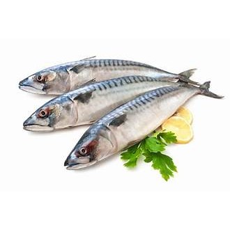 

Ikan tenggiri segar ukuran 1 kilogram