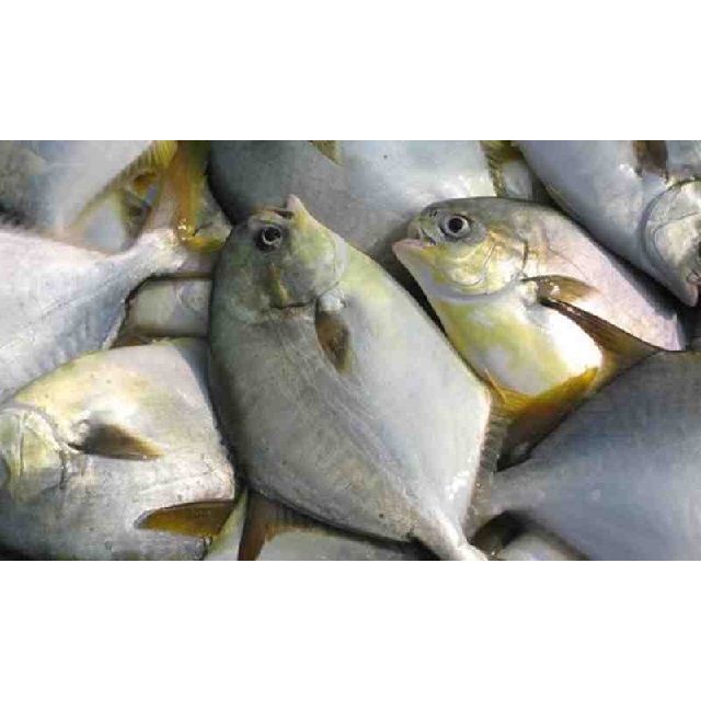 

Ikan bawal bintang besar segar ukuran 1 kg