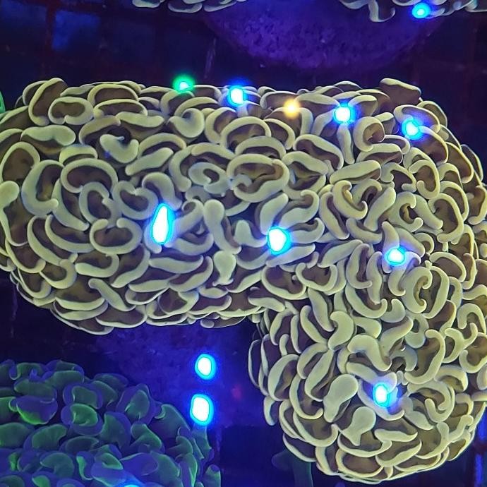 TERLARIS - coral siwalan / karang kuku oren