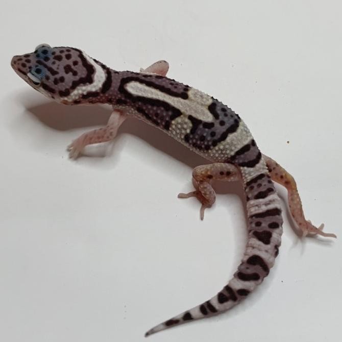 snow macksnow leopard gecko