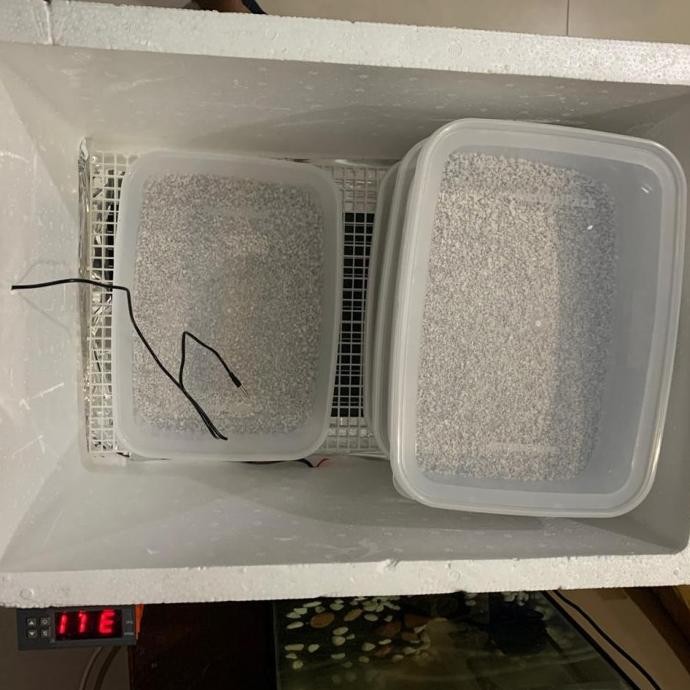 inkubator ball python /inkubator reptile /incubator reptile