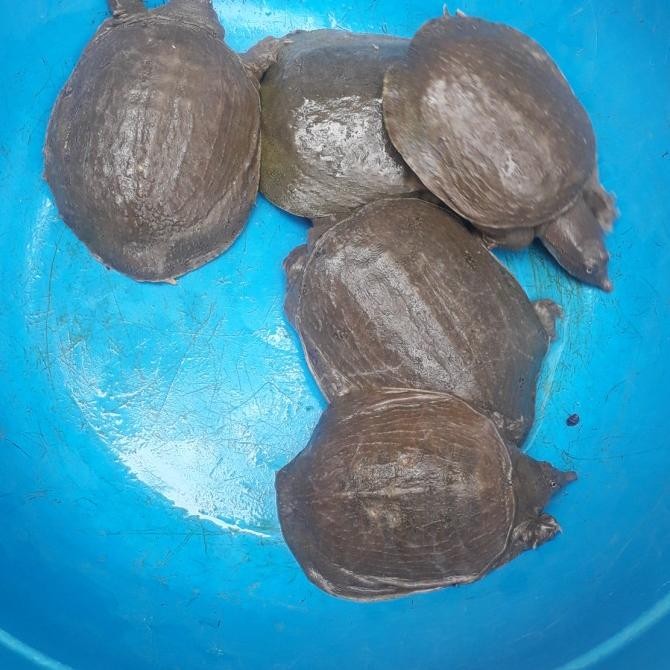 labi2 hidup 1kg isi 4-5 ekor