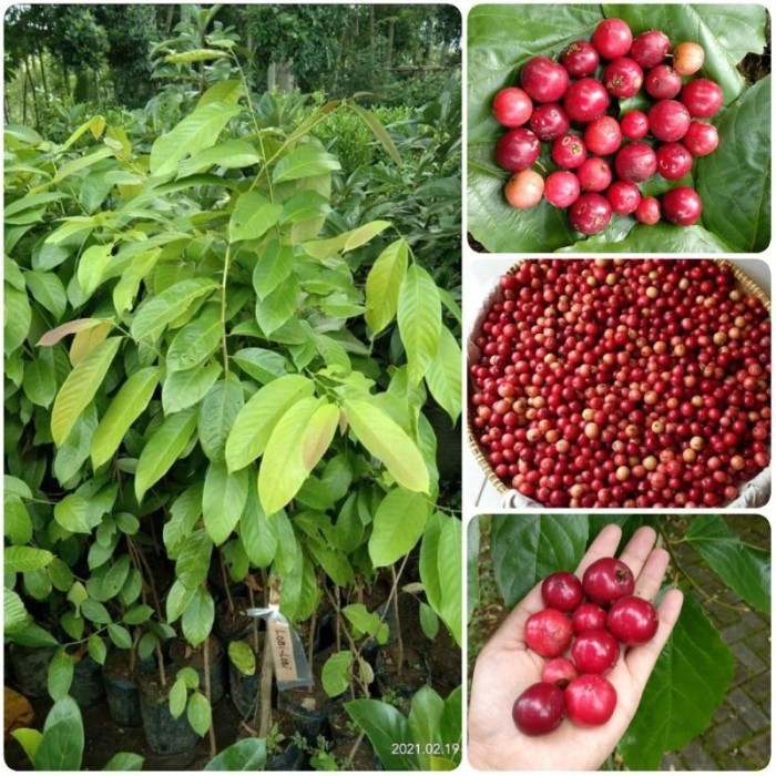 SALE Terlaris BIBIT BUAH LOBI LOBI/LOBA LOBI CANGKOK KAYA AKAN HERBAL