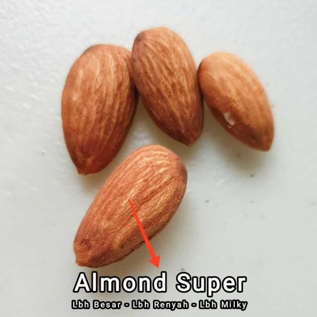 

Kacang Almond Panggang Kupas - Almon Roasted