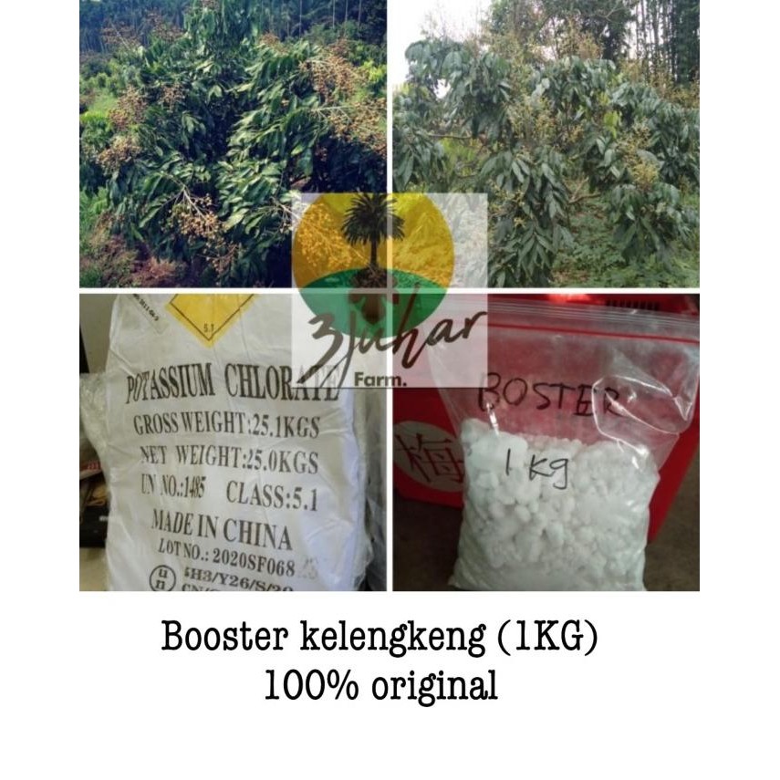 BOOSTER KELENGKENG (KCLO3) / 100% ASLI TANPA CAMPURAN (HARGA TERMURAH)