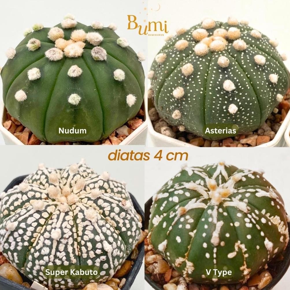 Astrophytum asterias V Type, Super Kabuto, Nudum, Asterias BUMI Gurun Kaktus Cactus Succulent