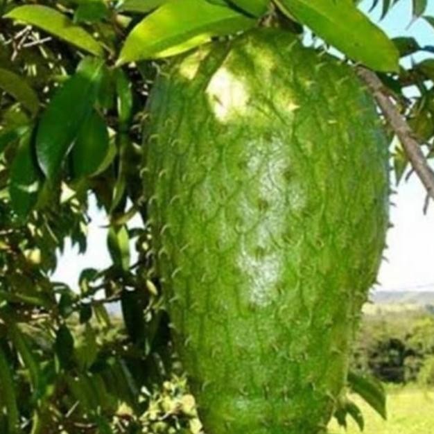 Bibit Tanaman Buah Sirsak jumbo Pohon Sirsak Jumbo Bibit Sirsak Madu [terbaik]