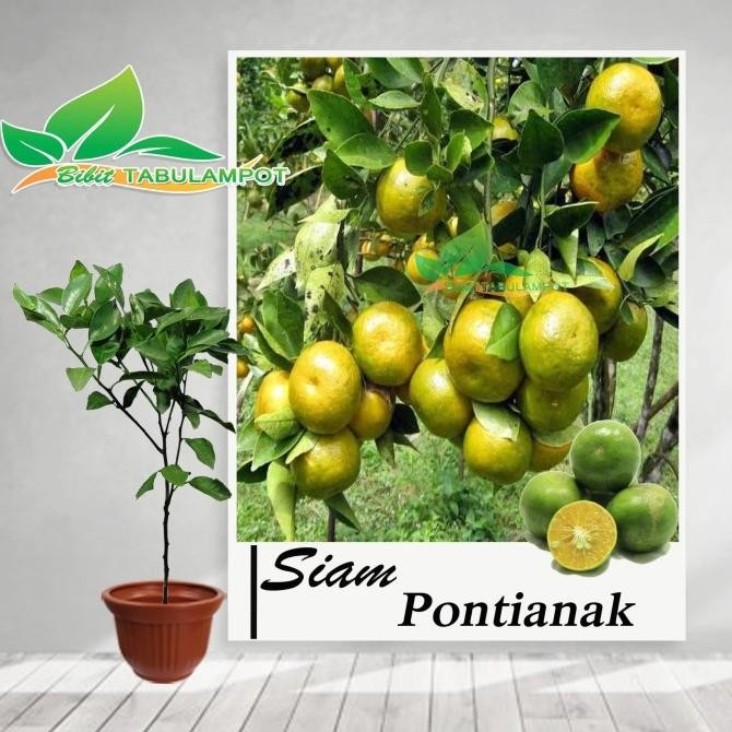 

Bibit Tanaman Buah Jeruk Siam Pontianak MANTEP