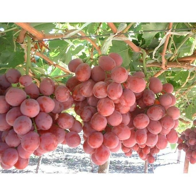

Beli 2 Gratis 1 Bibit Tanaman Buah Anggur Red Globe Cepat Berbuah MANTEP