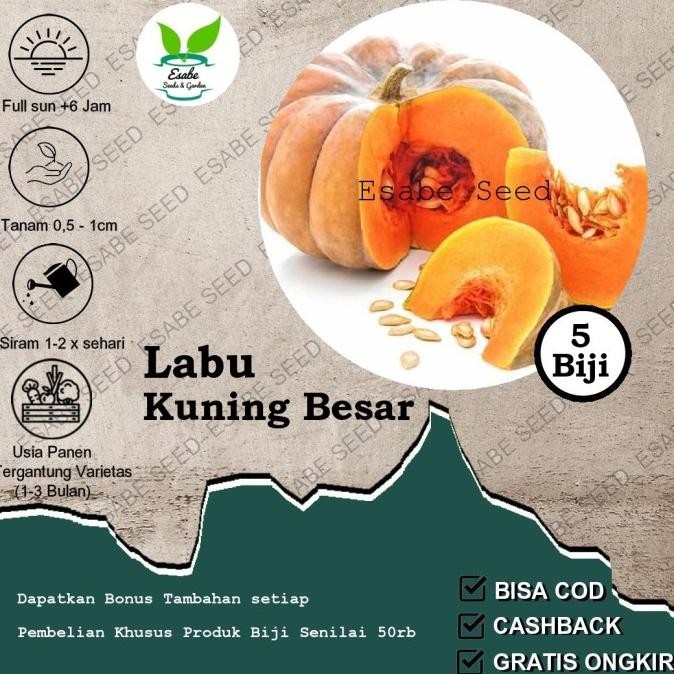 

Labu Kuning Besar Super Bibit Tanaman Buah luh Kuning Unggul MANTEP