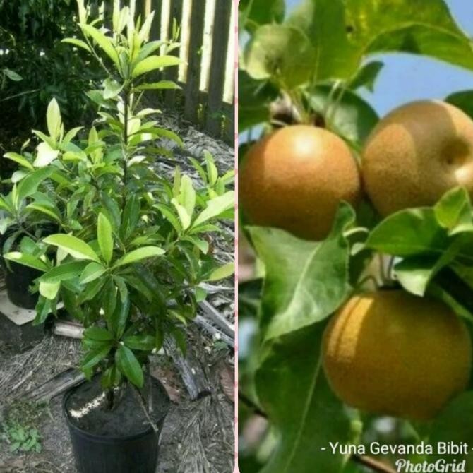 

Bibit Tanaman Buah Pear Pir Per Asia Coklat MANTEP
