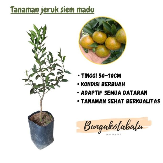 

Bibit Tanaman Buah Jeruk Siem Madu Berbuah MANTEP