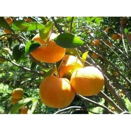 

Bibit Tanaman Buah Jeruk Sunkist Varata MANTEP