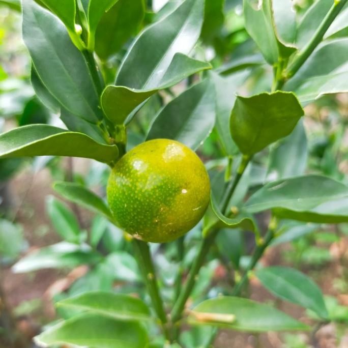 

bibit tanaman jeruk tongheng buah MANTEP