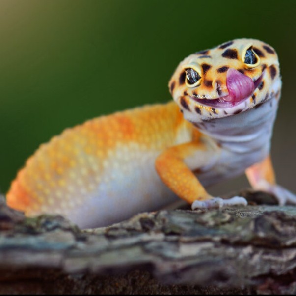 Leopard Gecko - Eublepharis macularius Geko Tokek Lucu Imut Jinak Berkualitas